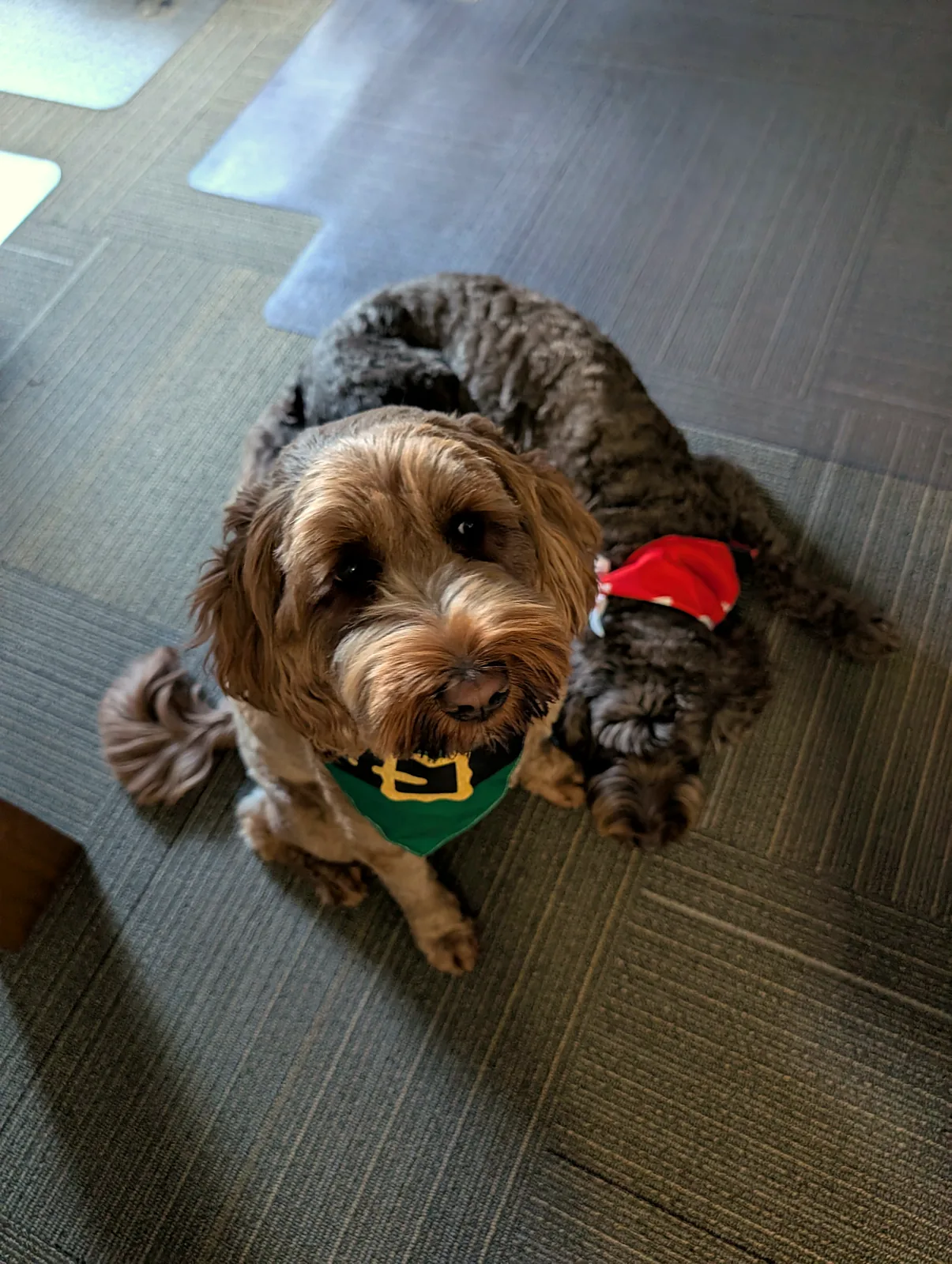 A small dog in a Santa hat and elf collar, quality control